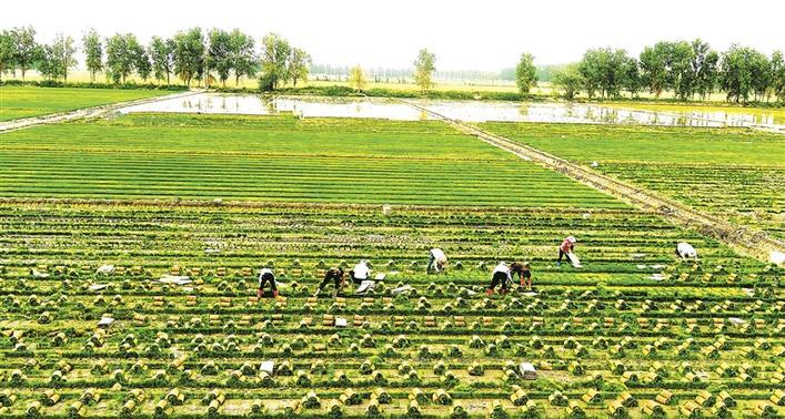 六师红旗农场职工在晾晒玉米(资料图片).