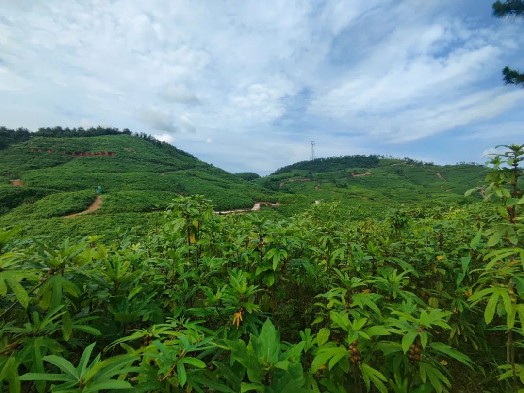 乡村振兴 | 东兴市东兴镇培育壮大中草药种植产业  推动村级集体经济