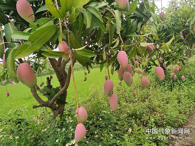 田东县祥周镇九合村芒果园里的"红贵妃"芒果.