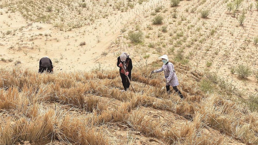 木格滩插秆水钻造林现场.站在黄沙头巡护塔,映入眼帘的是成片的绿色.