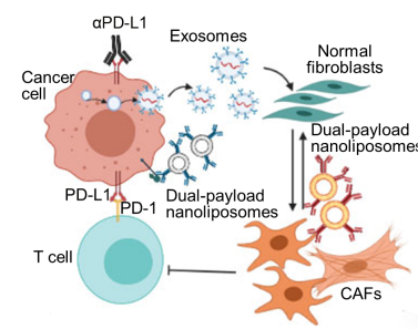 使用纳米脂质体调节肿瘤外泌体和成纤维细胞表型可增强癌症免疫∣中阶