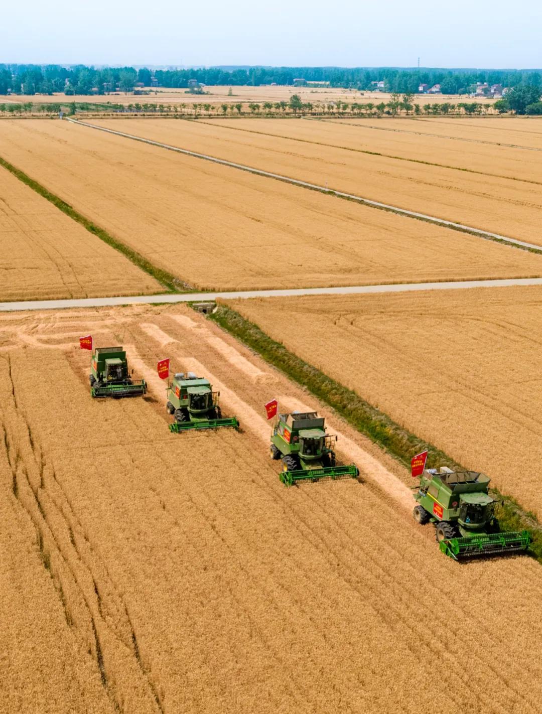 在古井原粮丰收节,回溯一滴酒的生命本源