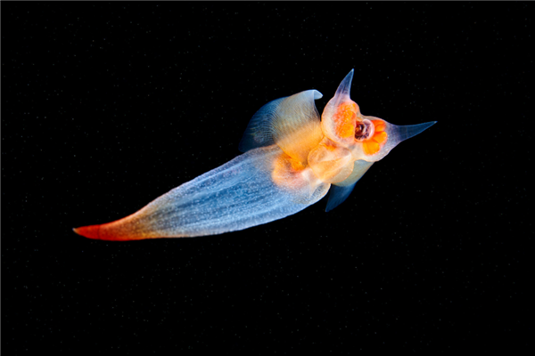 长得像海中天使、实际是个恶魔:钟爱吸食同类内脏|生态系统_新浪科技_新浪网