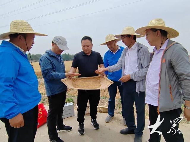 新品种小麦"山农46",实测亩产817.47公斤