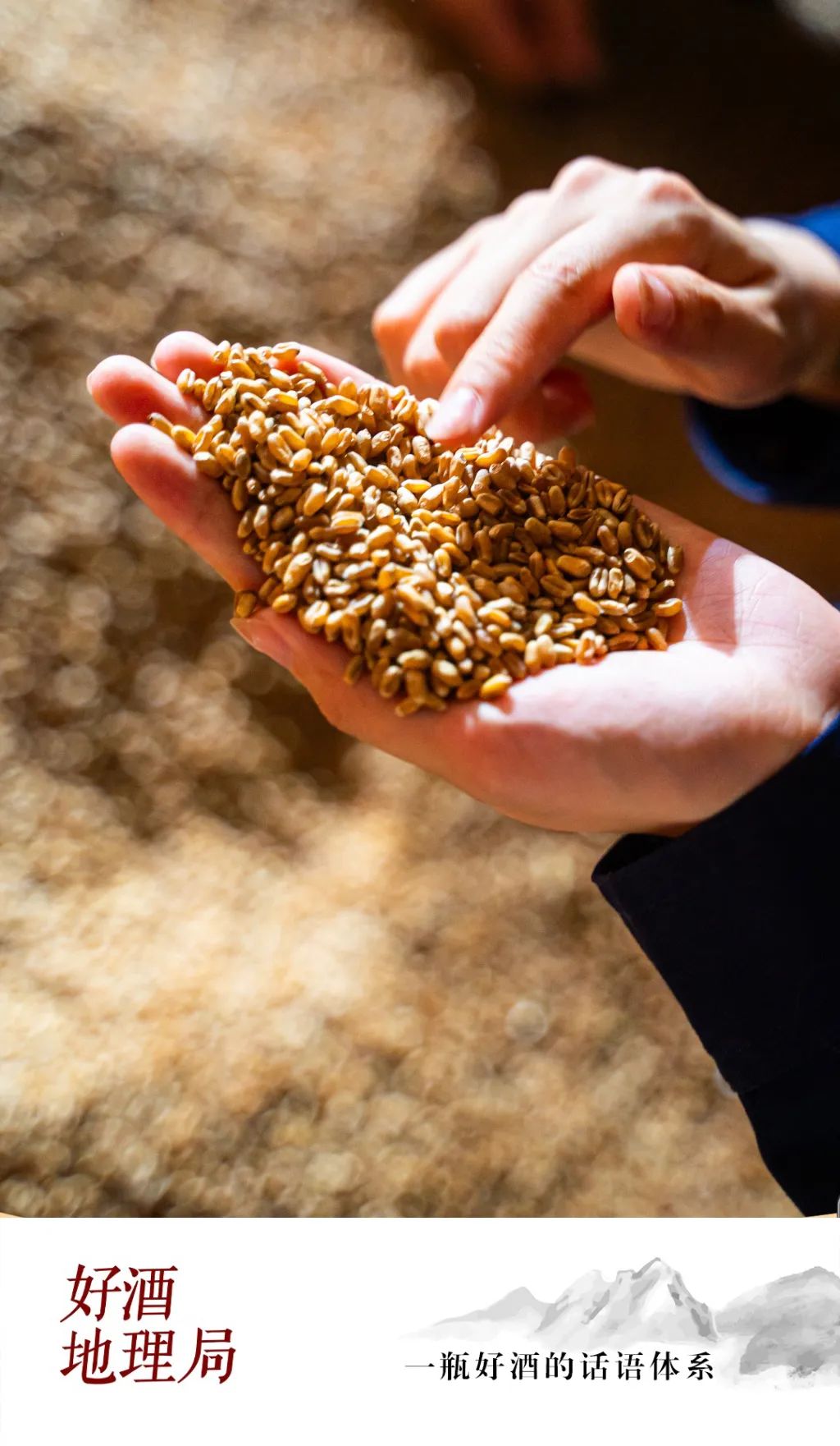 在古井原粮丰收节,回溯一滴酒的生命本源