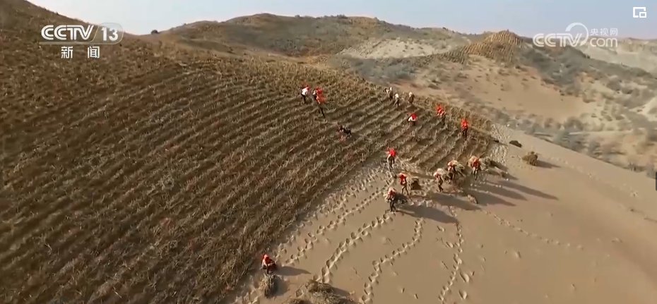 地处腾格里沙漠边缘的宁夏中卫是草方格的发源地,也是我国最早大规模