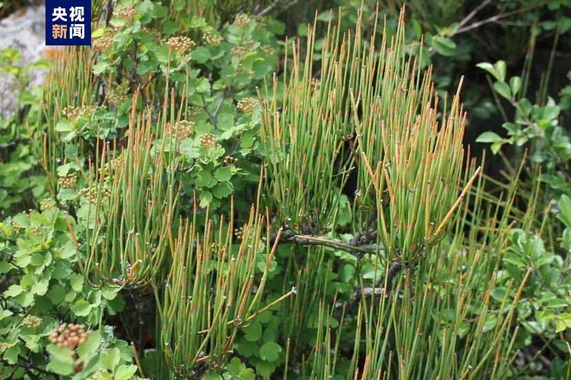 周边生长着三裂绣线菊,小叶鼠李,小叶白蜡,达乌里秦艽等其他植物