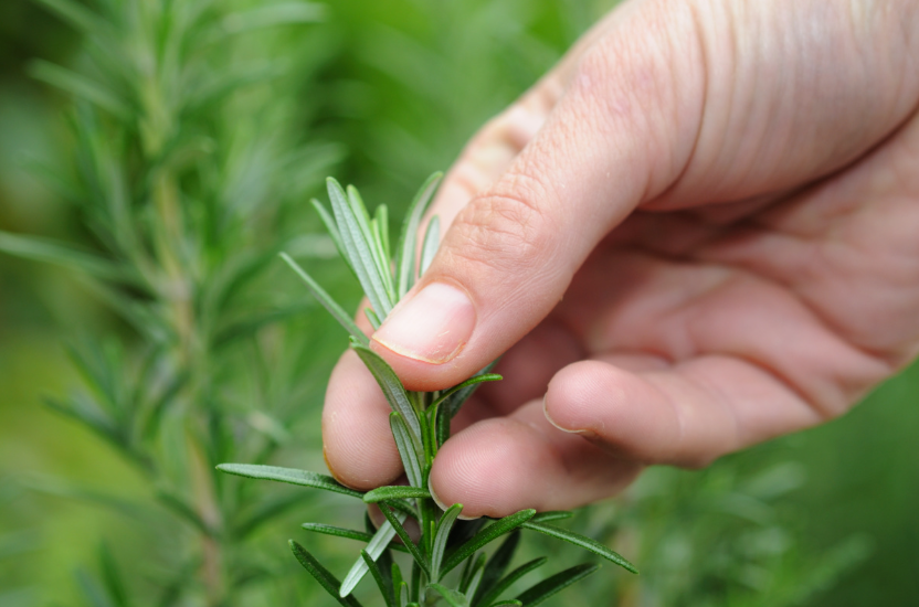 留言有礼丨给最"粽"要的你!