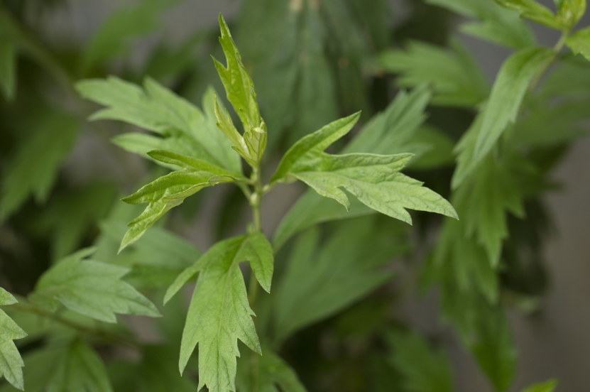 道教把这种"真气"又称作"元精","元炁".作为中华民族的传统节日