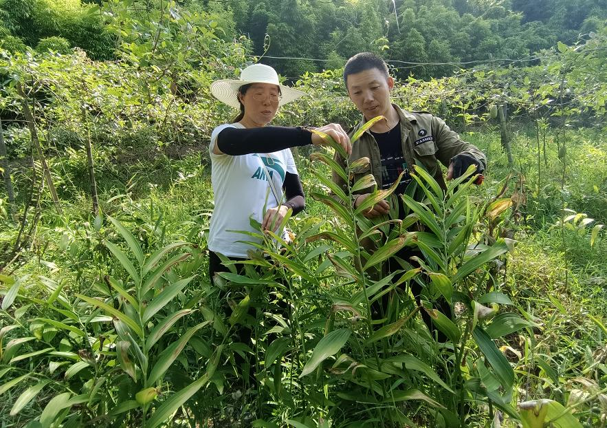 周建金在指导沙县大山种植专业合作社黄精种植情况周建金带领科技特派