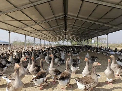 安徽省六安市霍邱县一家企业养殖的法国朗德鹅 &nbsp;受访者|供图