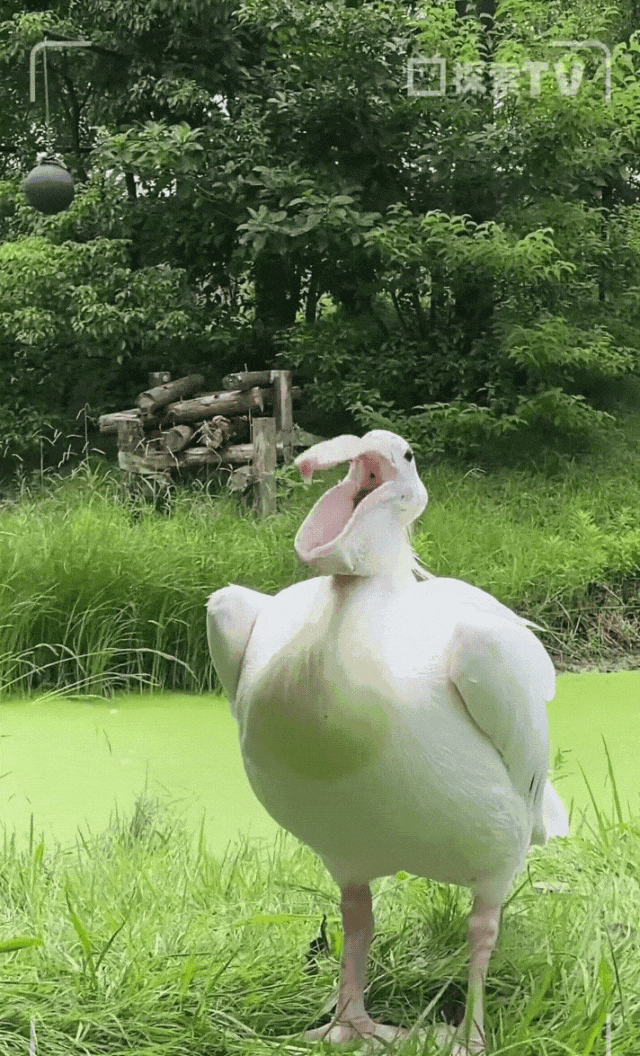 敢吞卡皮巴拉,"动物界的瑜伽裤"有多能装?