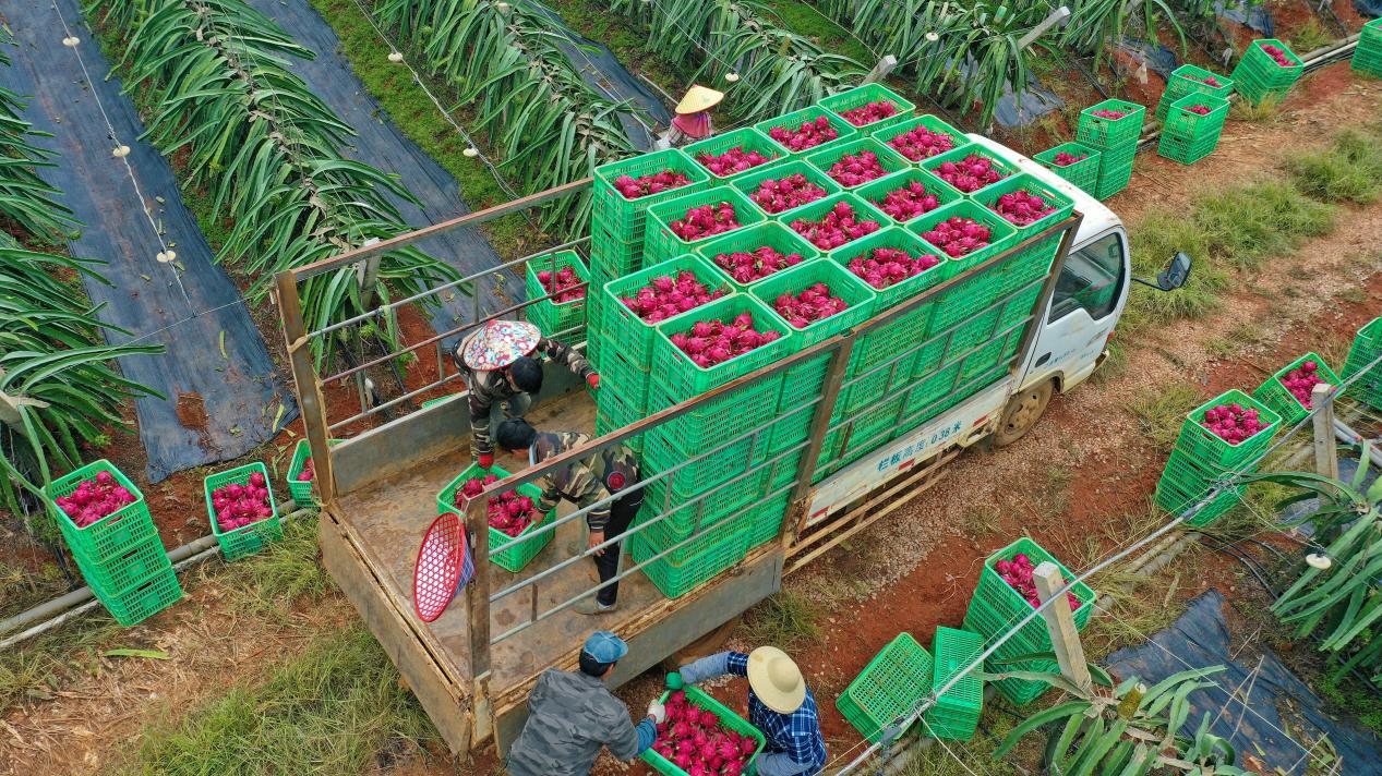 图为广西金穗农业集团方八火龙果种植基地(隆安县融媒体中心供图)中国