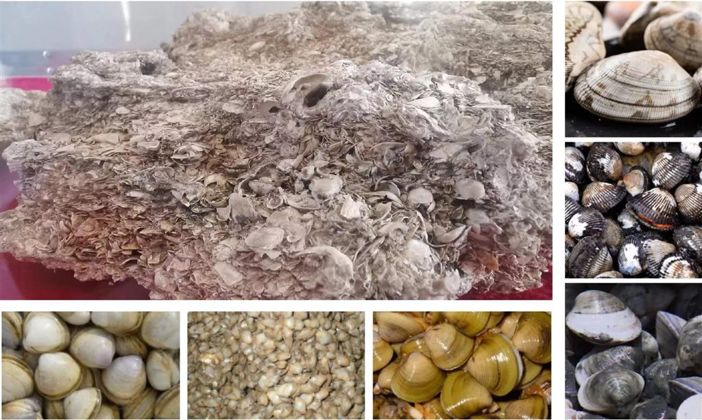 上海地面仅存的冈身遗址在哪?来金山这里看古海岸线历史变迁实物见证