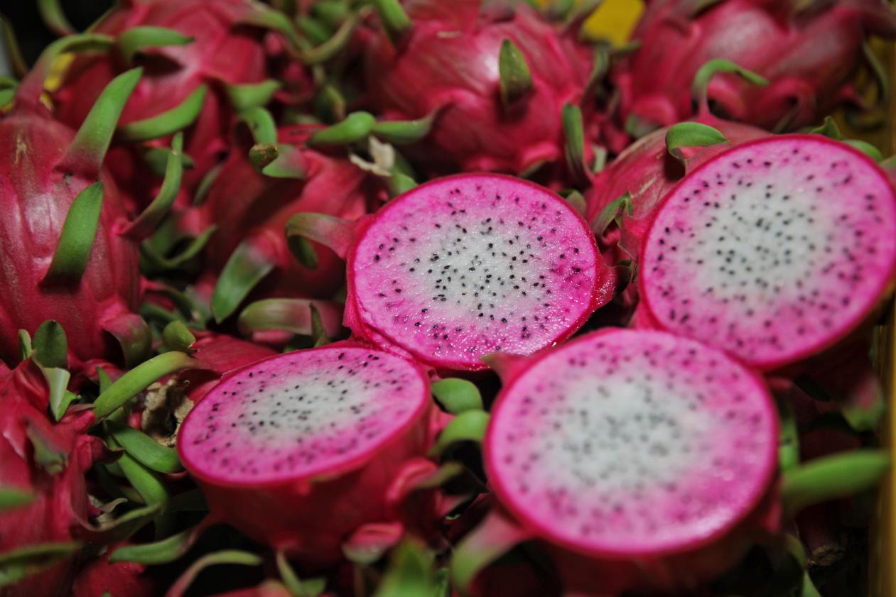 广西隆安县万亩火龙果2024年首批上市