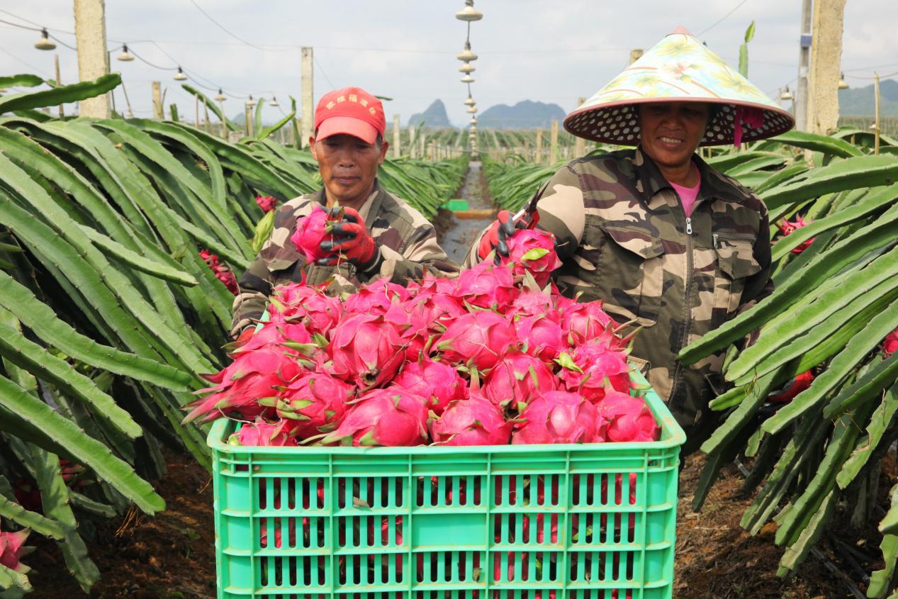 图为广西金穗农业集团方八火龙果种植基地(隆安县融媒体中心供图)中国