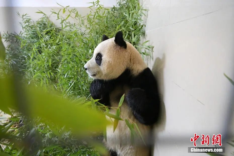 大熊猫"福宝"将在6月12日与公众见面