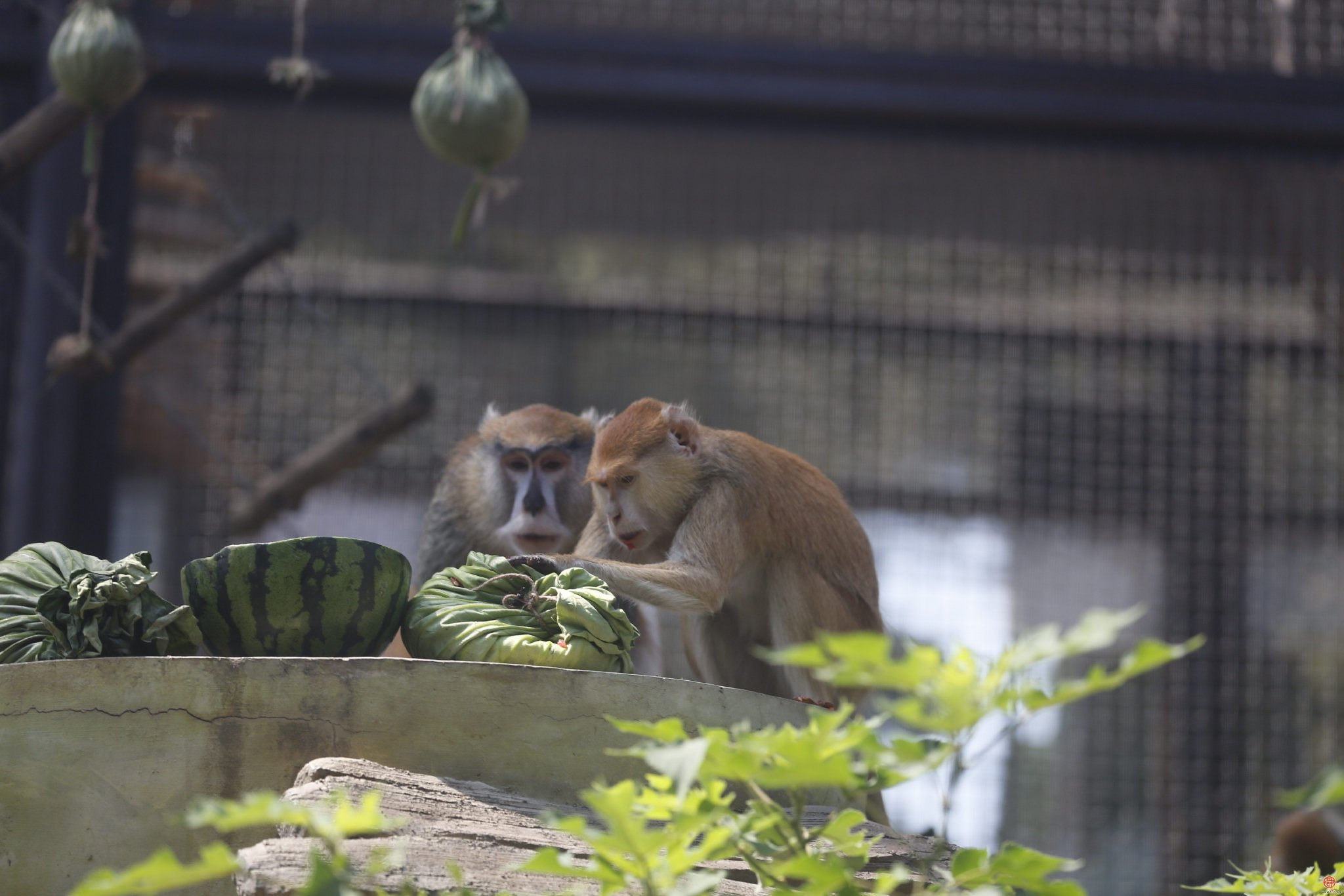 端午节将至 济南动物园上演欢乐动物"粽"动员