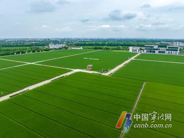 端午假期前,在北仑区白峰阳东生态农业田园综合体,工人们忙完菌棒还田