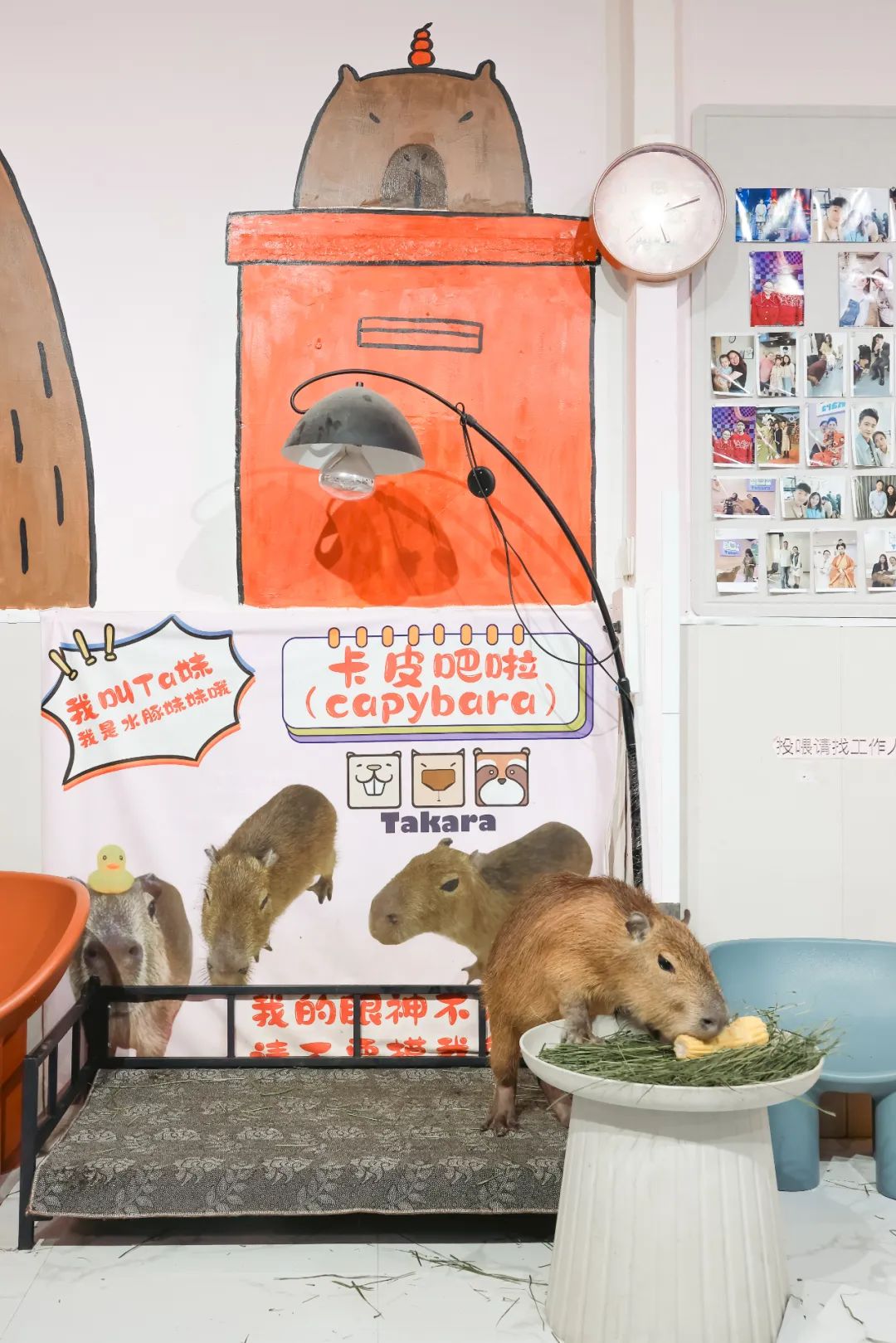 宝鱼养的ta妹吃草和油麦菜的时候,只吃叶子不吃杆,杆喂到嘴边也能给吐