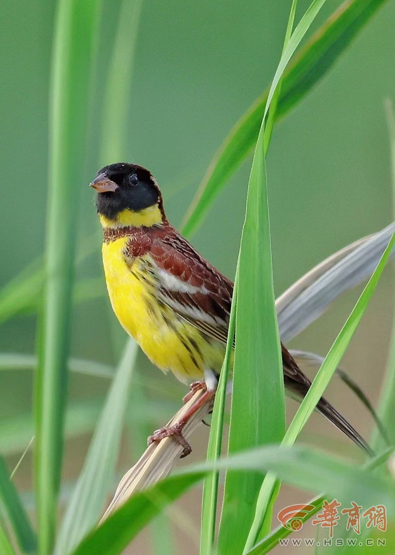 春夏迁徙季 这些罕见鸟类频频露面西安