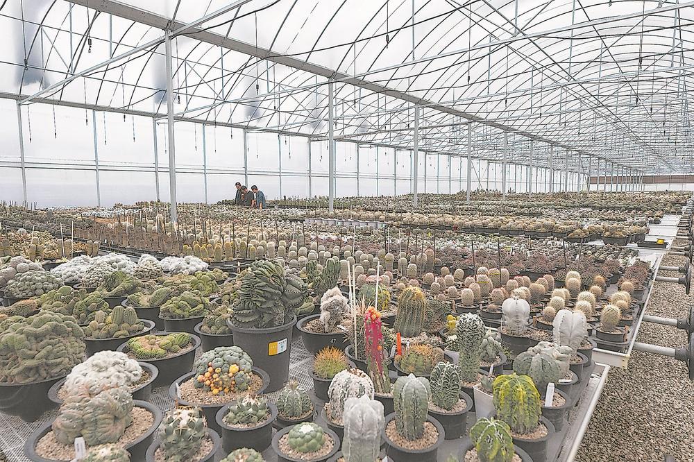 "仙人掌王国",一抹别致风景