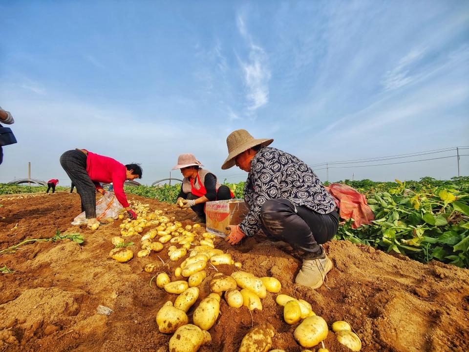 种了上百年马铃薯,滕州,这回该学学抢流量了!
