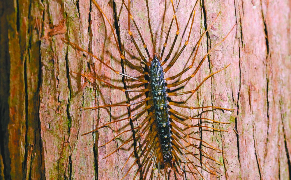 蚰蜒    蚰蜒,又叫千足虫,和蜈蚣是近亲.