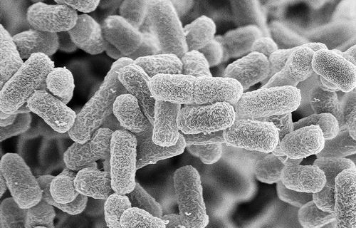 世卫称耐药感染更易袭击女性|大肠杆菌|新冠肺炎_新浪