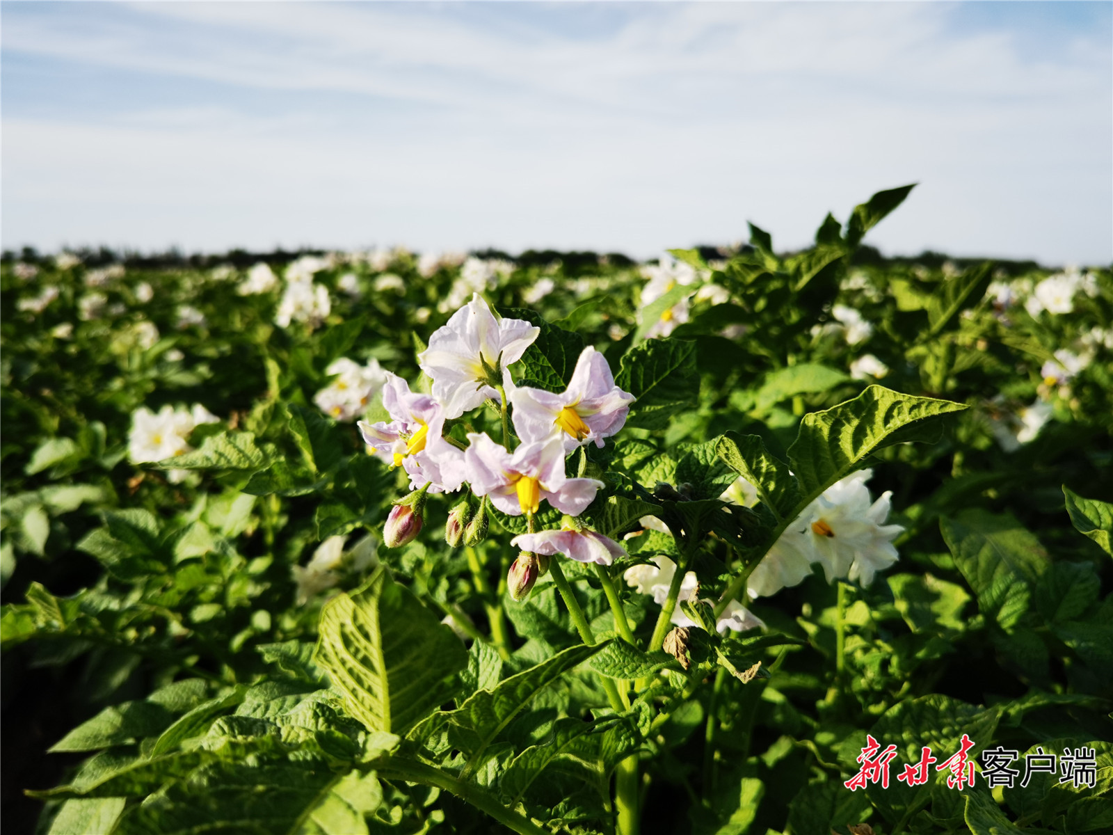 8万亩,预计实现产值收入1.5亿元.马铃薯开花赛牡丹.