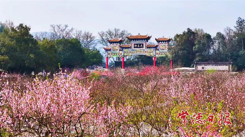 《中国旅游报》推介丨带我走进桃花源