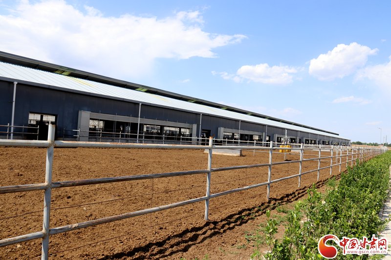 香约庆阳 包容天下丨镇原中民海富:"牛产业"为五指塬添"牛劲"|甘肃省