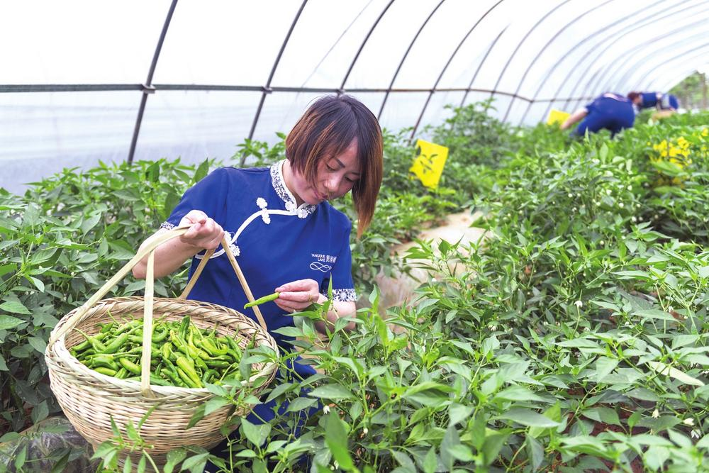 悦闻 | 咱们的辣椒,小龙虾有了"国家级"身份