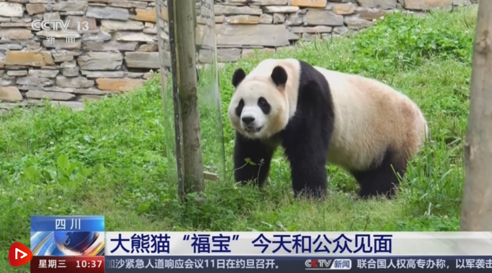 大熊猫"福宝"营业了!大家关心的问题请看这里