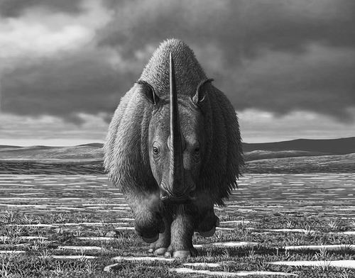 解开披毛犀灭绝之谜