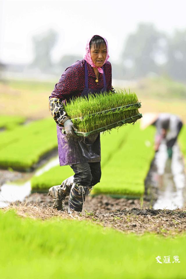 6月13日,昆山市锦溪镇三联村,农民在田里起运,装载秧苗,准备机插秧