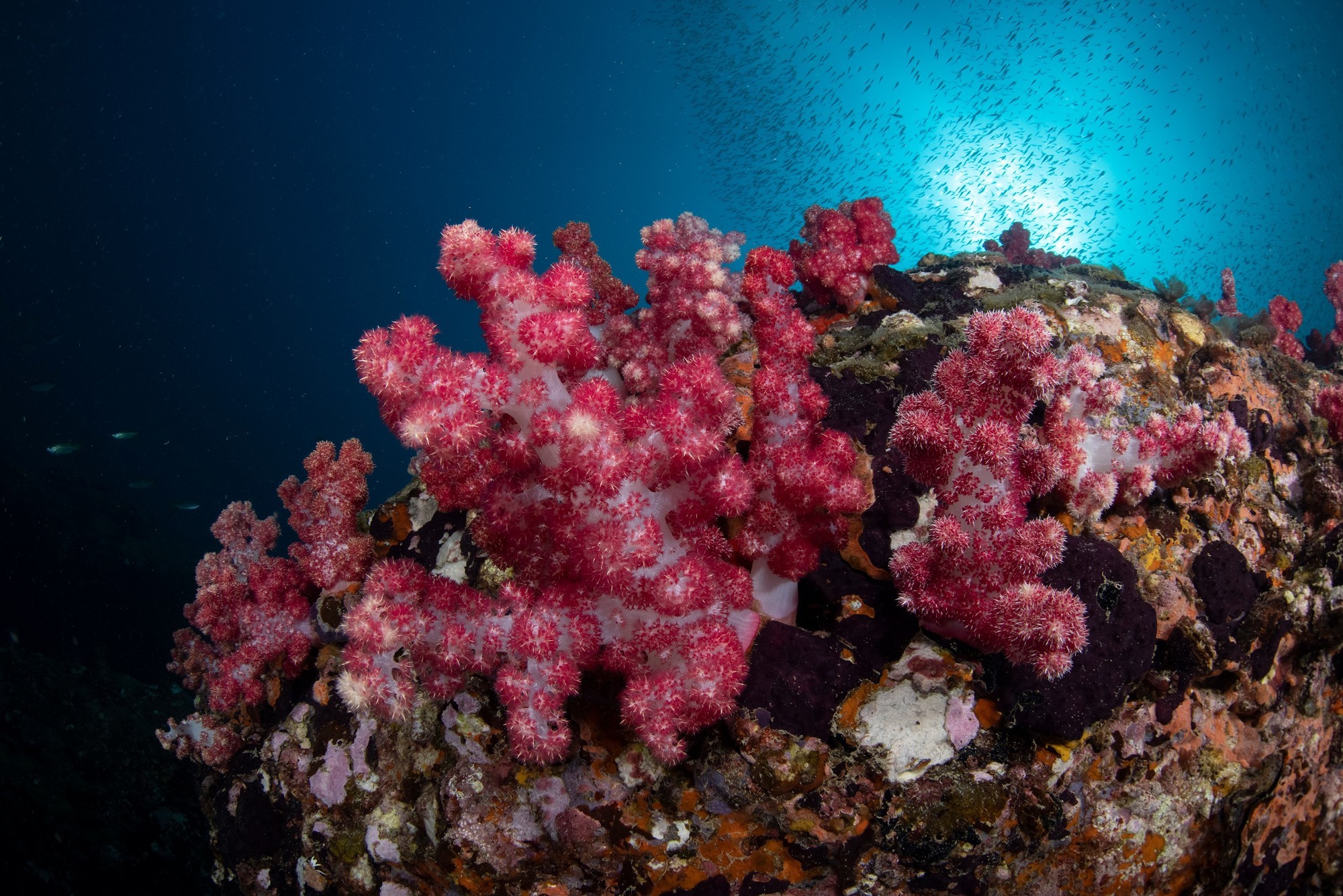 潜入深海:从海底小白到黑水摄影师的奇妙旅程