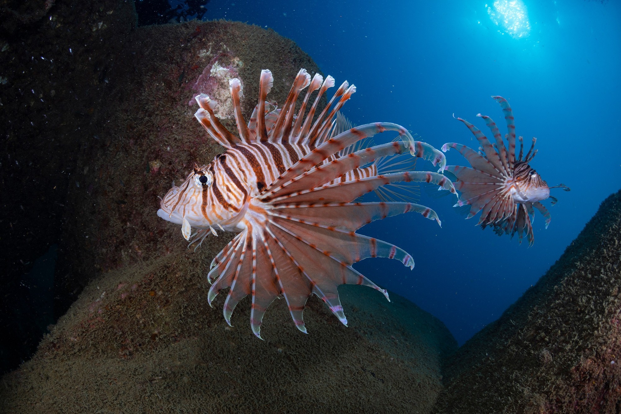 潜入深海:从海底小白到黑水摄影师的奇妙旅程