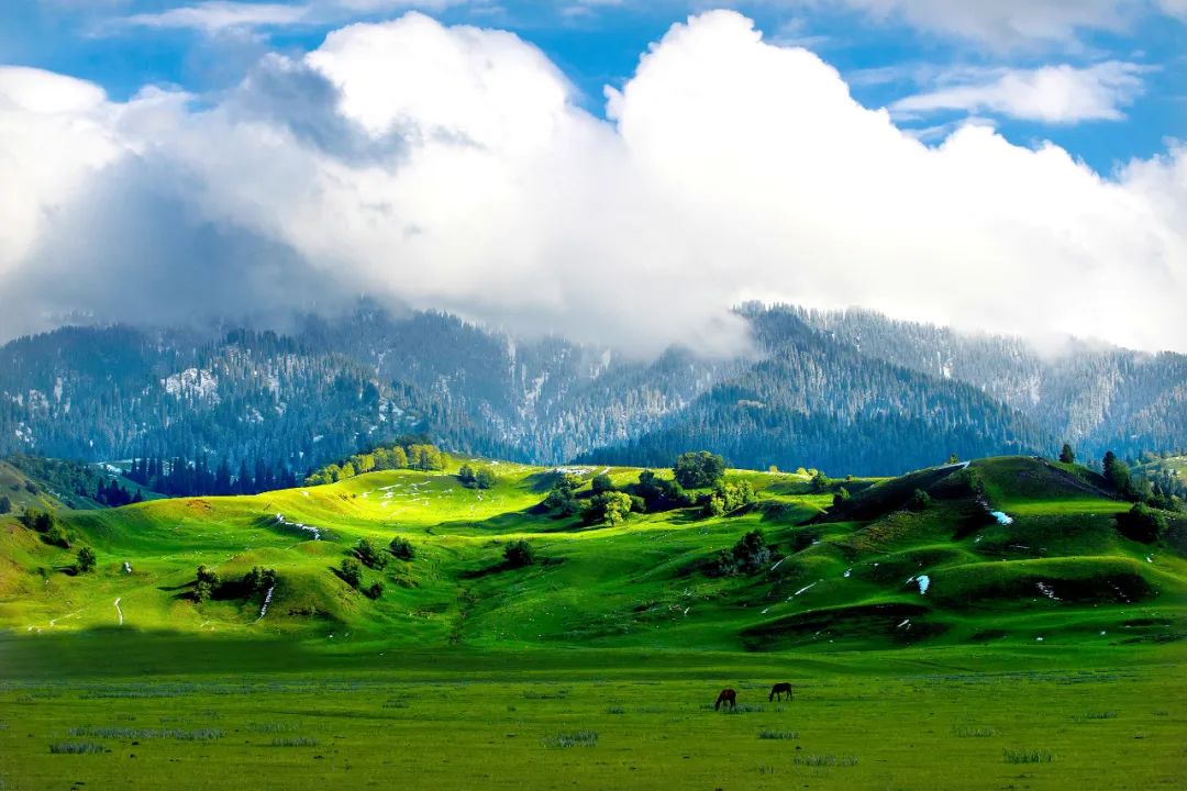 经销范围除新疆本土市场和西北市场外,在海南,湖北,河北,山东,河南