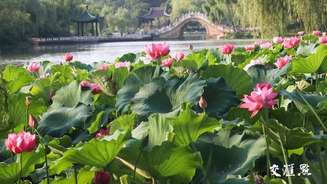 扬州市瘦西湖风景区，满湖荷花与亭台轩榭相映成景。齐立广 摄 视觉江苏网供图