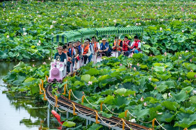 南京市高淳区固城湖水慢城百荷园,游客乘坐观光小火车在荷塘中近距离