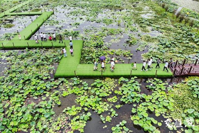 游客在泗洪县洪泽湖湿地公园千荷园赏荷。朱鹏程摄 视觉江苏网供图