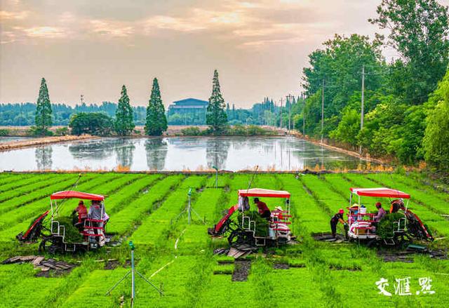 6月9日,泰州市红旗良种场内,农户们对近5000亩杂交水稻进行栽插秧苗