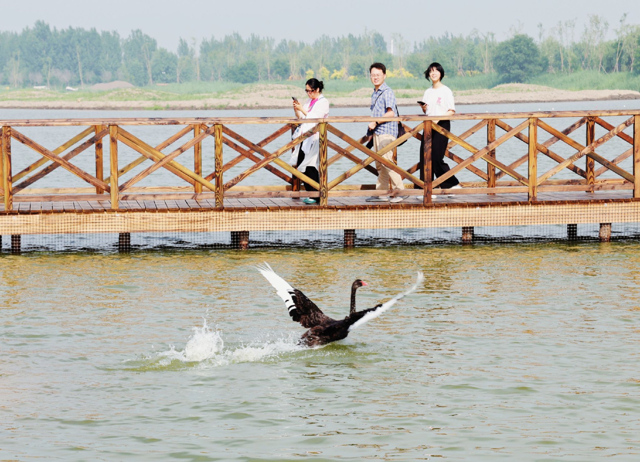 读图丨天津宁河持续推进七里海湿地保护修复