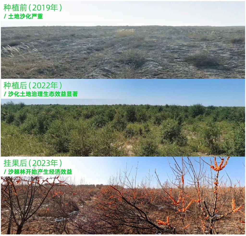 内蒙古兴安盟科右中旗蚂蚁森林项目沙棘林绿色运营方面,蚂蚁已连续