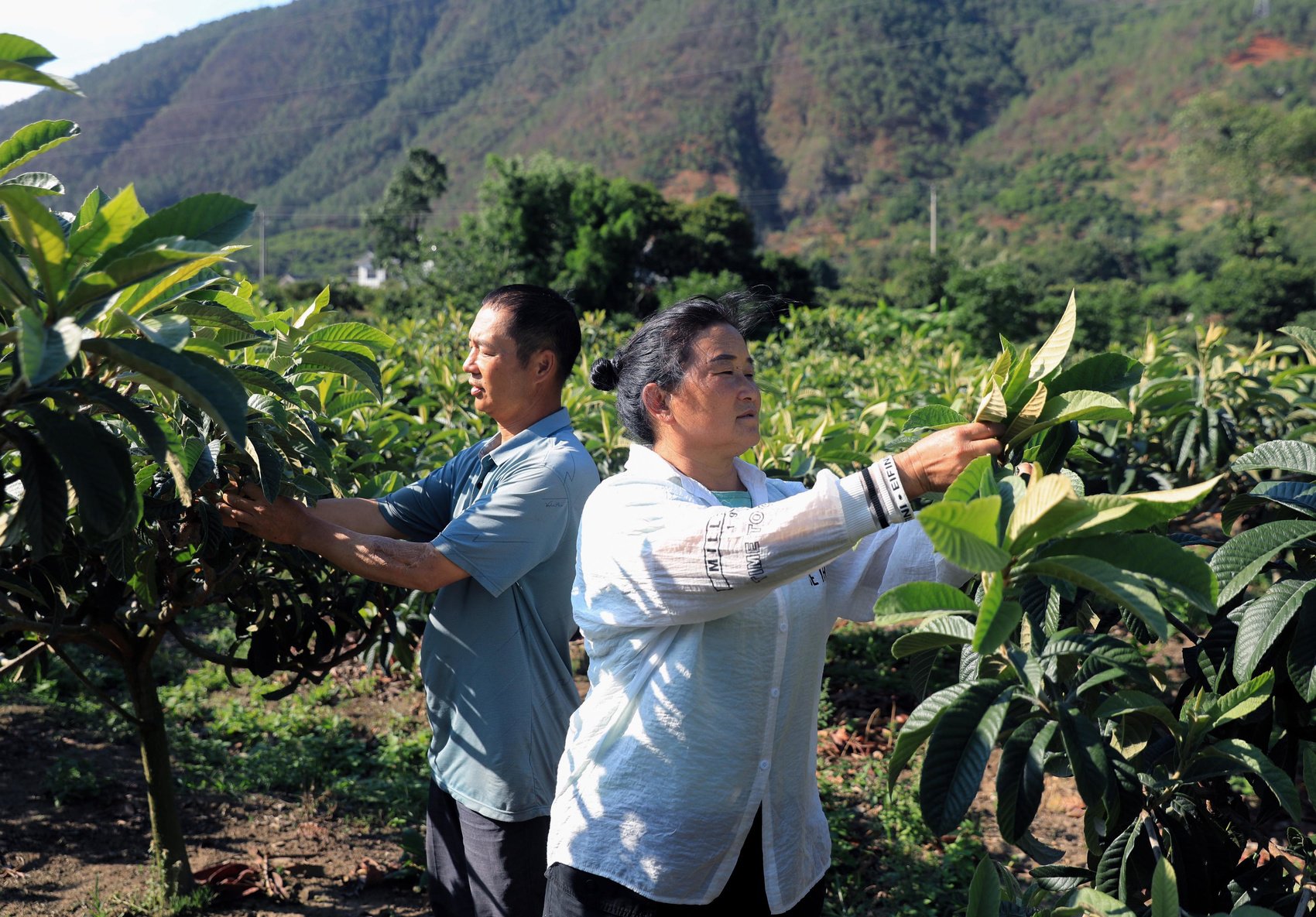 在凉山州德昌县麻栗镇,种植水稻是当地农民的收入来源之一.