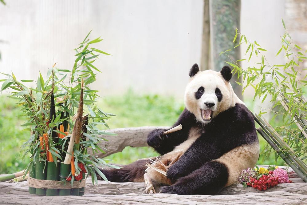 大熊猫"福宝"