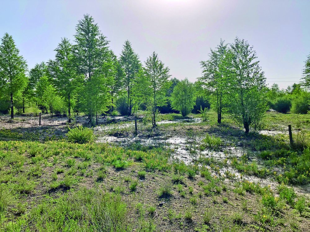 都兰30年接力治沙筑起绿色屏障|林业和草原局_新浪财经_新浪网