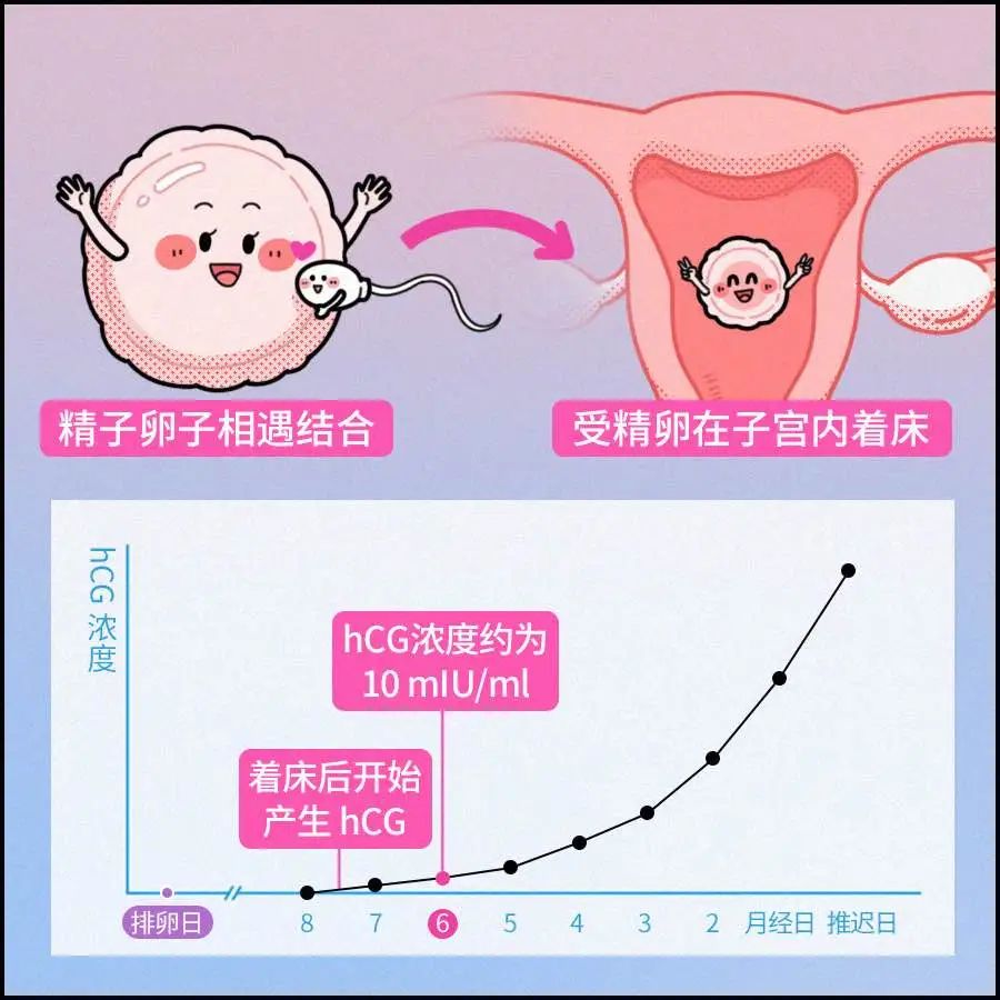 正常情况下,同房后若成功受孕,卵细胞和精子结合后形成受精卵,受精卵