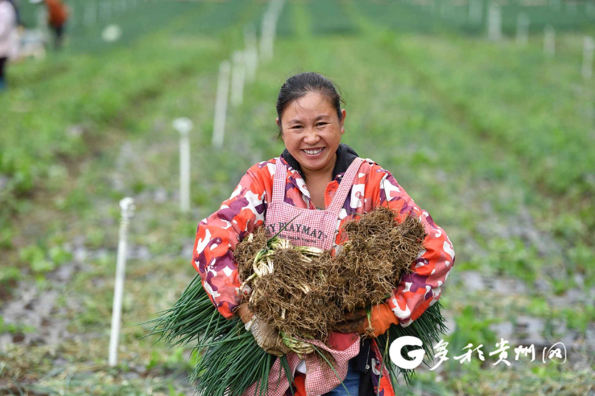 在赫章县松林坡乡万亩香葱基地里,农民们抱着刚采摘的香葱,脸上洋溢着